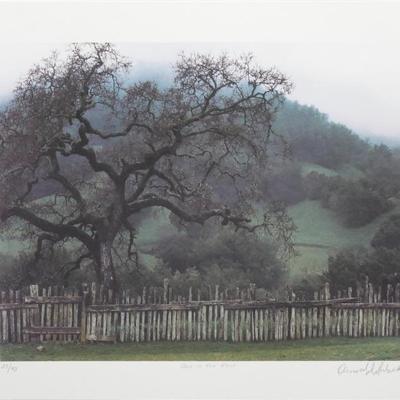 "Oak In The Rain" Art Print 27/43 With Signature
