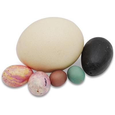 Set Of 6 Assorted Eggs With One Ostrich Egg