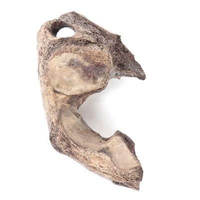 Large Section of Cave Bear Pelvis, Over 40,000 Years Old