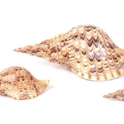 Group of Three Triton Sea Shells, Charonia Tritonis