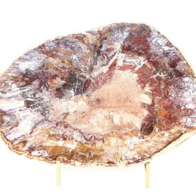Fantastic Petrified Wood Slab with Stand