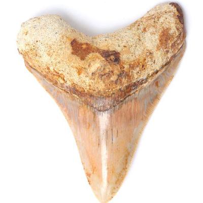 Luminous Megalodon Tooth