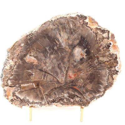 Dark Brown Petrified Wood Slab with Stand