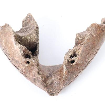 Section of Woolly Mammoth Mandible - 50,000 years old