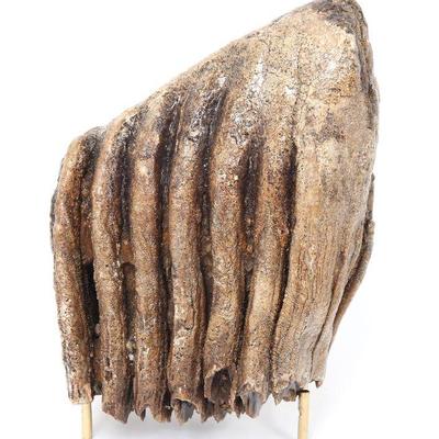 Wonderful Woolly Mammoth Tooth