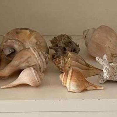 KKV162- Beautiful Sea Shells 