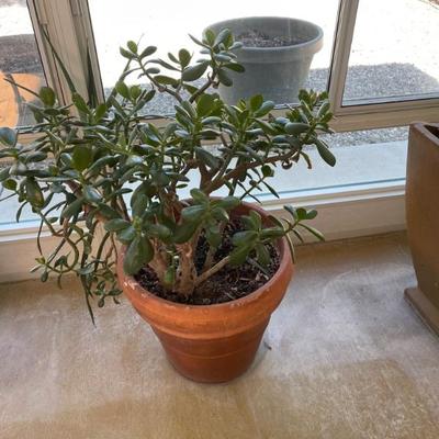 Large plants 