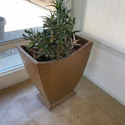 Large plants 