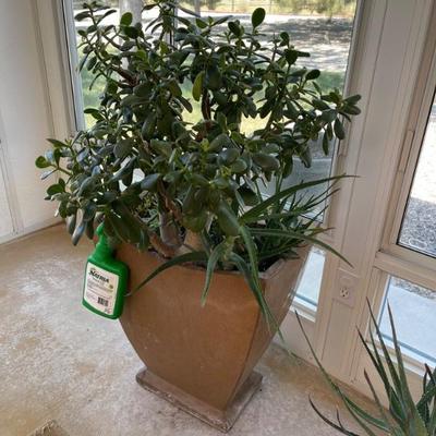 Large plants 