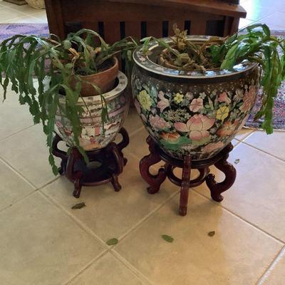 HUGE Christmas Cactus in Koi pots