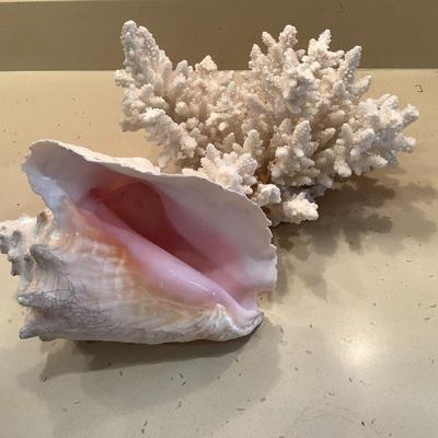 Shell, coral