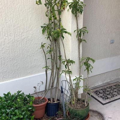 Madagascar palms