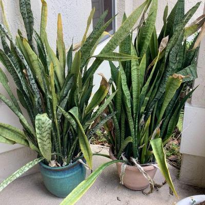 Snake plants