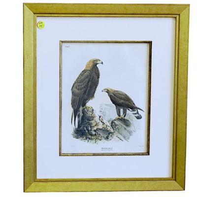 ANTIQUE HAND COLORED LITHOGRAPH OF GOLDEN EAGLES