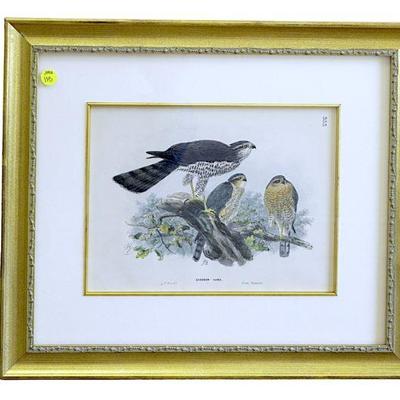 ANTIQUE HAND COLORED LITHOGRAPH OF SPARROW HAWKS