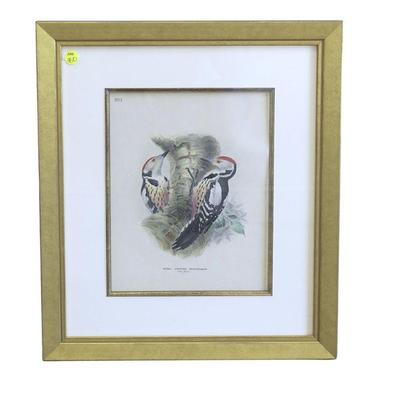 ANTIQUE MIDDLE SPOTTED WOODPECKER HAND COLORED LITHOGRAPH