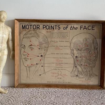 Human Anatomy - 1950s vintage Nerve Poster & Acupuncture Dolls