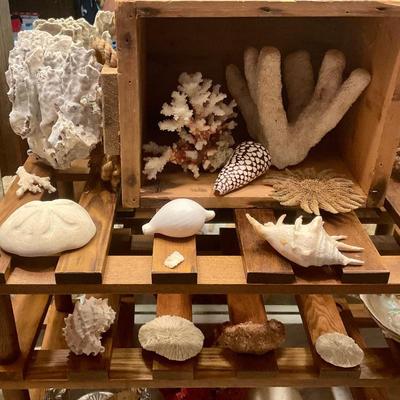 Sea shells and coral