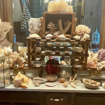 Sea shell collection