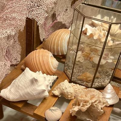 Sea shells