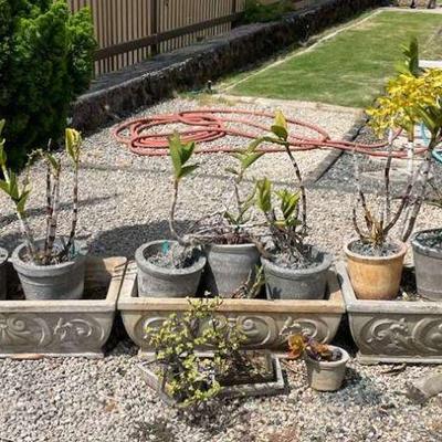 NVN002- Potted Bonsai Plants And Three Concrete Planters With Plants