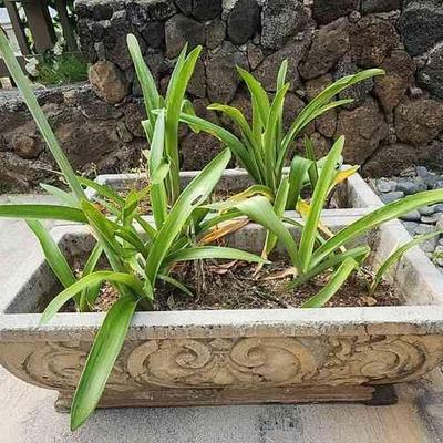 NVN005 - Decorative Concrete Planters (2)