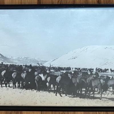 Antique Jackson Hole Wyoming Elk Herd Framed Photograph Signed To John J Lamb (as Is)