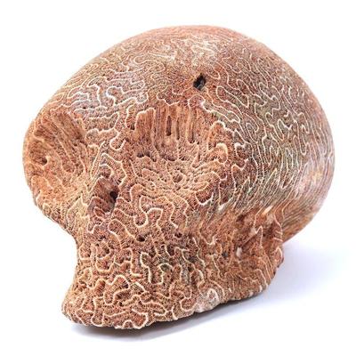 Rare Taino Elongated Skull