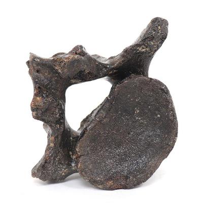 Fossilized Woolly Mammoth Vertebra