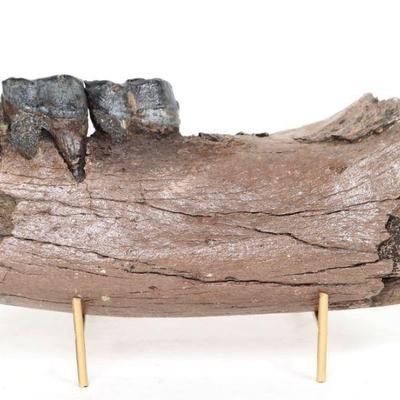Fantastic Preserved Wooly Rhino Jaw with Teeth