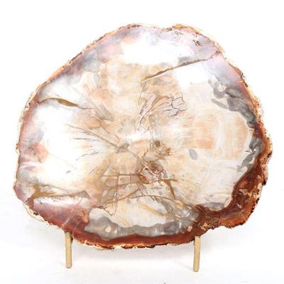 Lovely Polished Slab of Petrified Wood