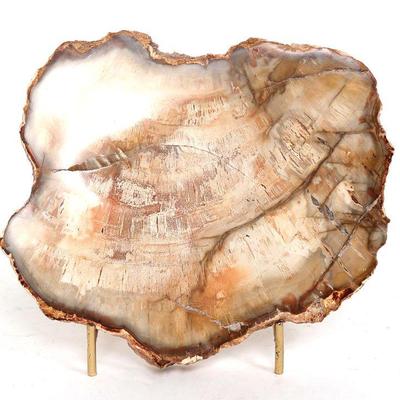 Gorgeous Petrified Wood Slab w/Stand