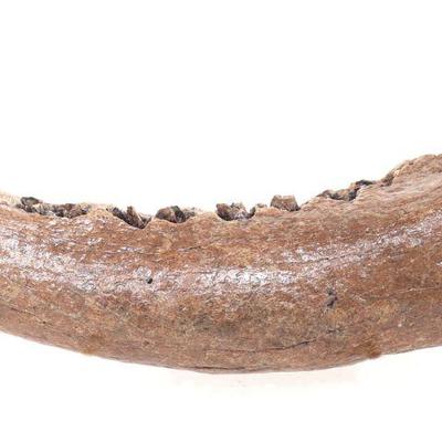 Wonderful Preserved Cave Bear Mandible w/Teeth