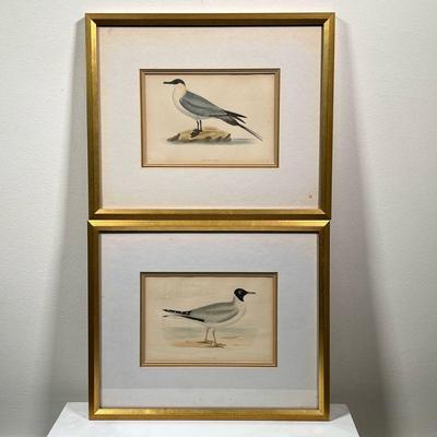 (2PC) PAIR BIRD PRINTS | Including Buffon’s Skua and Laughing Gull, in gilt frames, 5 x 7 in. sight. - l. 14.25 x w. 12 in

