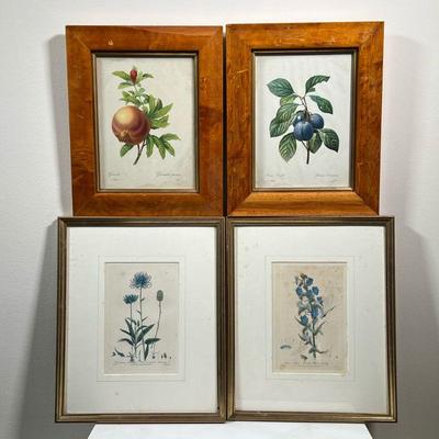 (4PC) FLORAL LITHOGRAPHS | Including 2 prints by W. Baxter from Botanical Garden Oxford, and 2 fruit prints by P. J. Redoute. - l. 13.5 x...