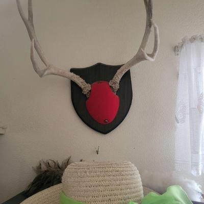 Professionally mounted Antlers throughout the home 