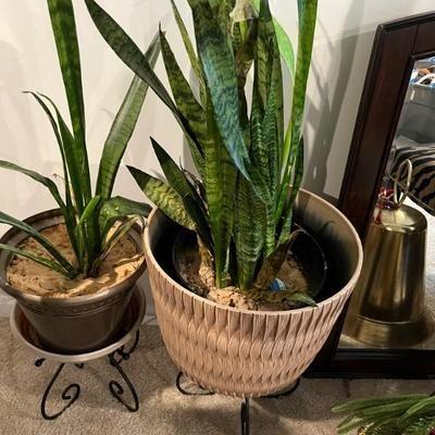 Selection of House Plants