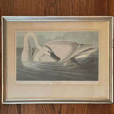 $150 J. J. Audubon Vintage Print of Trumpeter Swan. Custom Framed 19” x 24”