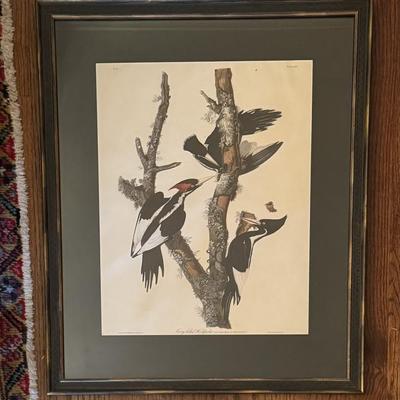 $175 Vintage J.J. Audubon Print, Ivory Billed Woodpecker. Custom Framed 27” x 22” 