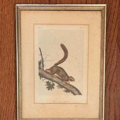 $40 Vintage J. J.  Audubon print of The Red Tailed Squirrel. Framed 13” x 10”