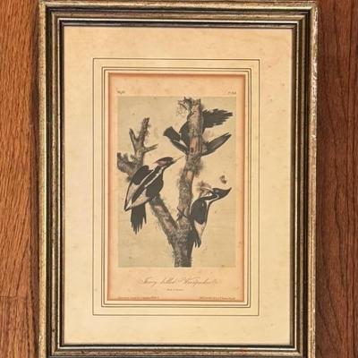 $45 J. J. Audubon print, Ivory Billed Woodpecker, Framed 16” x 11”
