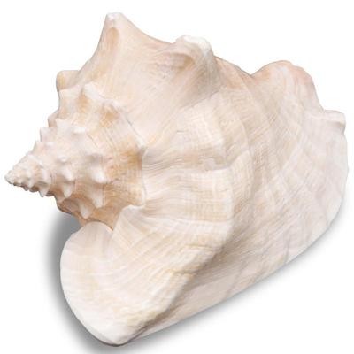 Conch Horned Seashell