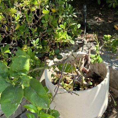 Plants, pots , patio furniture and yard art. 