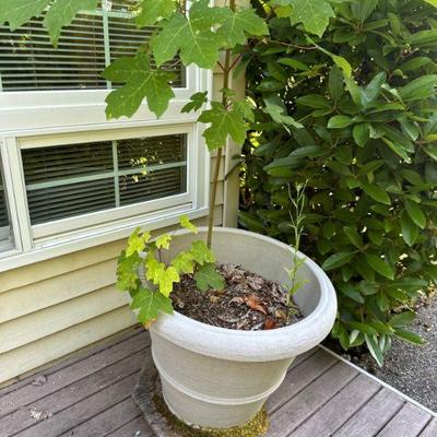 Potted plants