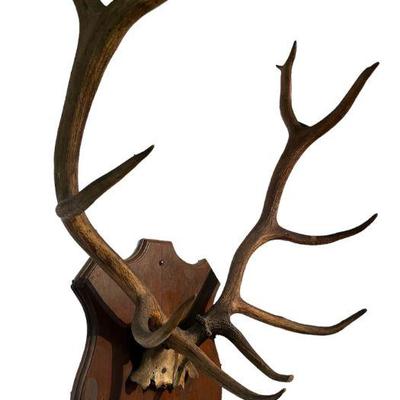 Primitive Pronghorn Antelope Taxidermy Wall Mount