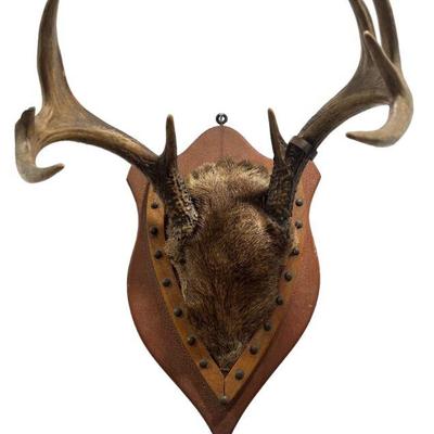 Deer Antler Mount