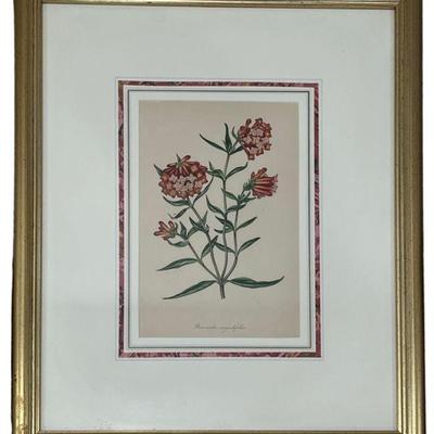 Vintage Botanical Print JOSEPH PAXTON