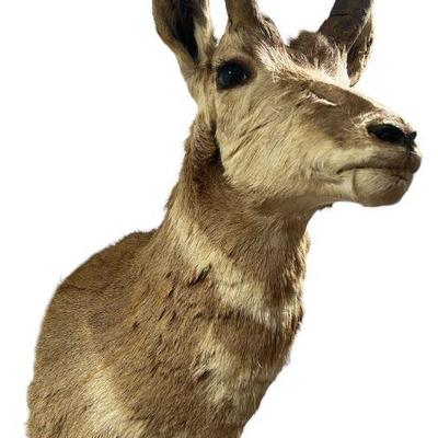 Large Primitive Elk Antler Wall Mount
