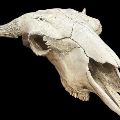 Buffalo Skull Taxidermy
