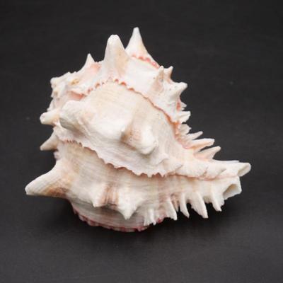 Natural Murex Ramosus Sea Shell